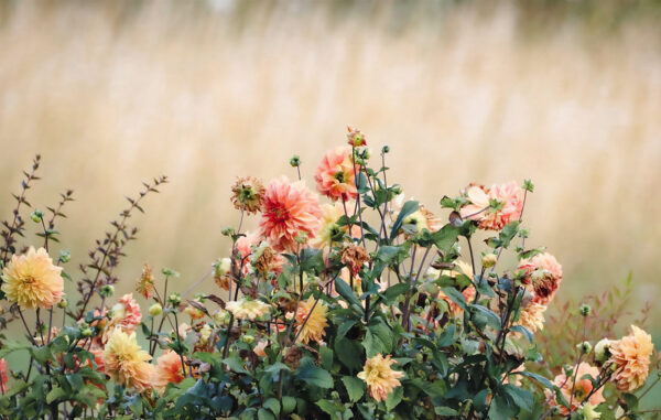 Dalias