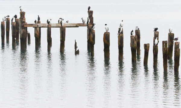 Muelle II