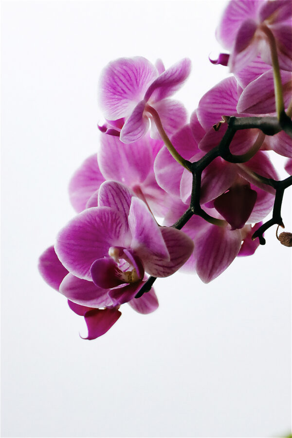 Orquídea