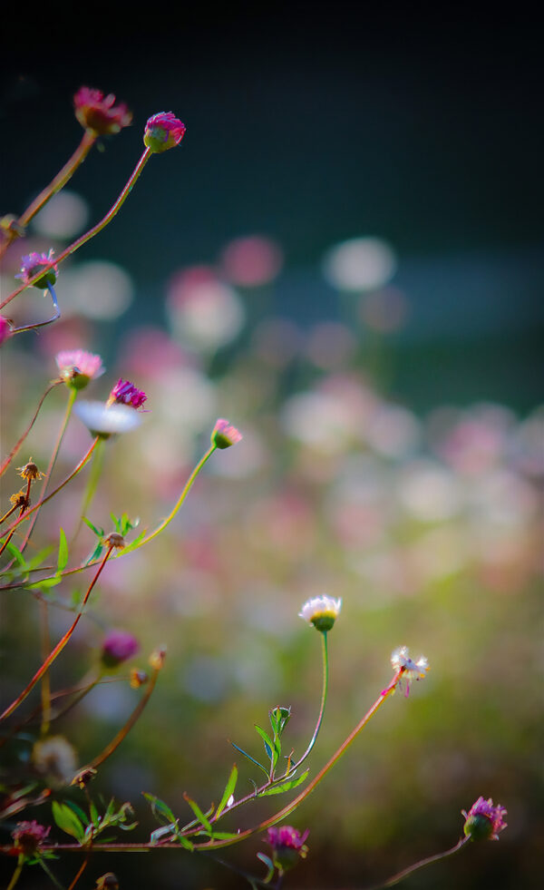 Vitadinias